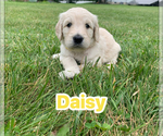 Small #10 Goldendoodle