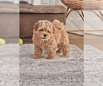 Puppy Bean ShihPoo