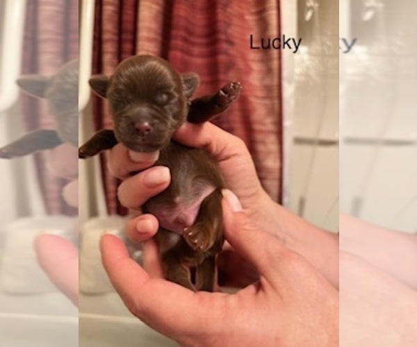 Medium Photo #2 Shorkie Tzu Puppy For Sale in SCOTTSDALE, AZ, USA