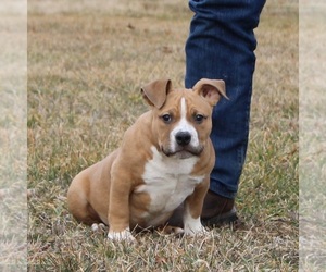 American Bully Puppy for sale in BILLINGS, MO, USA