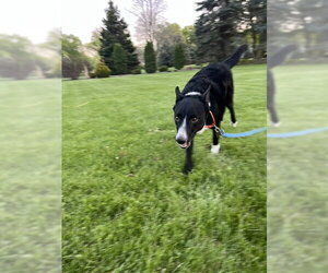 Jesse (a courtesy listing in Northern IL) - Male Border Collie Dog for Adoption - Photo #2