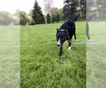 Small #1 Border Collie