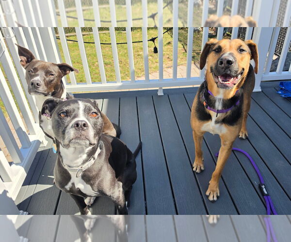 Medium Photo #6 Mutt Puppy For Sale in Rockaway, NJ, USA