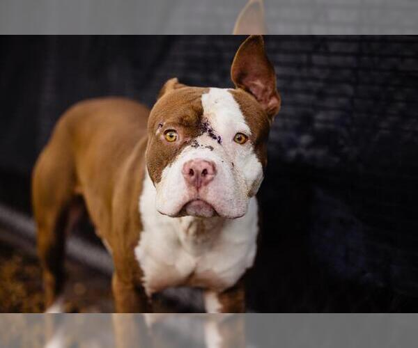 Medium Photo #1 American Pit Bull Terrier Puppy For Sale in Orlando, FL, USA