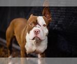 Small American Pit Bull Terrier