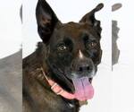Small #4 Labrador Retriever Mix