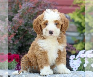 Bernedoodle (Miniature) Puppy for sale in LITITZ, PA, USA