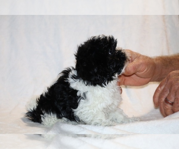 Medium Photo #31 ShihPoo Puppy For Sale in DYERSBURG, TN, USA
