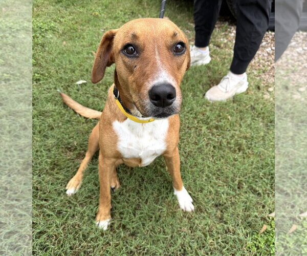Medium Photo #5 Feist Terrier-Mountain Cur Mix Puppy For Sale in Houston, TX, USA