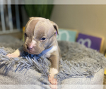 Small #5 American Bully