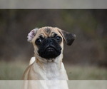 Small #4 Pug