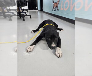 Catahoula Leopard Dog-Unknown Mix Dogs for adoption in Temple, TX, USA