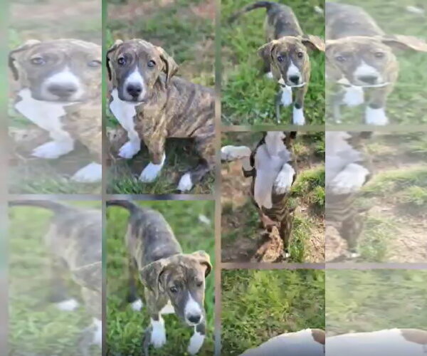 Medium Photo #13 Mutt Puppy For Sale in Wakefield, RI, USA