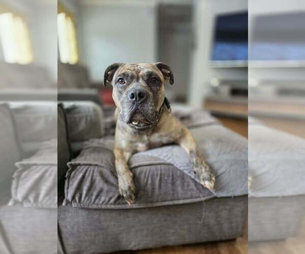 Medium Photo #20 American Pit Bull Terrier-Bulldog Mix Puppy For Sale in Raleigh, NC, USA