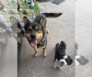 Moose - Male Akita-Unknown Mix Dog for Adoption - Photo #2