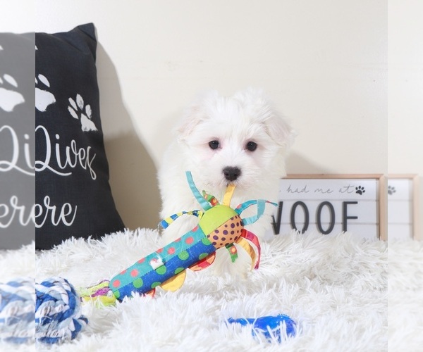 Medium Photo #2 Maltese Puppy For Sale in MOUNT VERNON, OH, USA