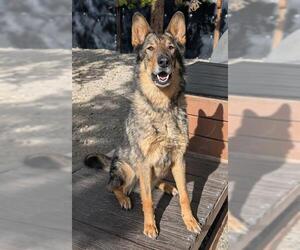 Collie-German Shepherd Dog Mix Dogs for adoption in Frisco, CO, USA