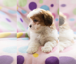Zuchon Puppy for sale in BAY VIEW, WI, USA