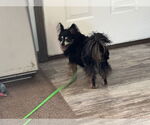 Small #3 Chihuahua