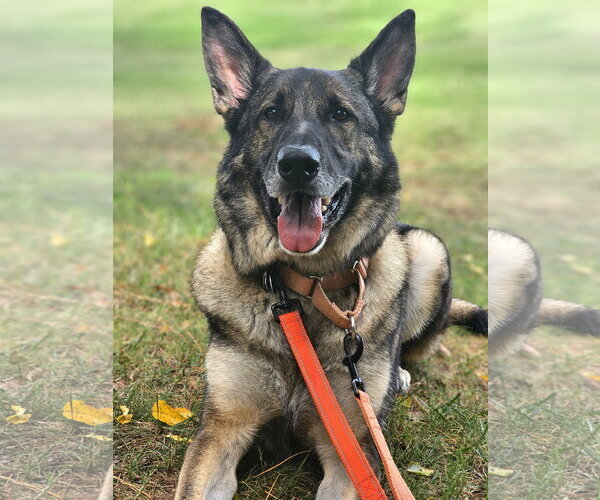 Medium Photo #6 German Shepherd Dog Puppy For Sale in Centreville, VA, USA