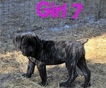 Puppy Puppy 7 Cane Corso