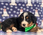 Small Photo #3 Bernese Mountain Dog Puppy For Sale in CLAY, PA, USA