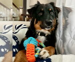Small #1 Australian Shepherd