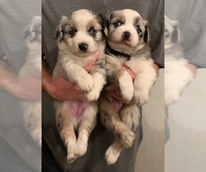 Miniature Australian Shepherd Puppy for sale in FORT MORGAN, CO, USA