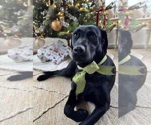 Labrador Retriever-Unknown Mix Dogs for adoption in Boston, MA, USA