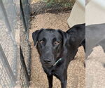 Small #1 Labrador Retriever Mix