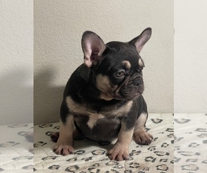 French Bulldog Puppy for sale in LANCASTER, CA, USA