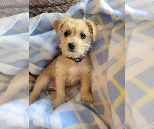 Medium Photo #1 Mutt Puppy For Sale in Rootstown, OH, USA