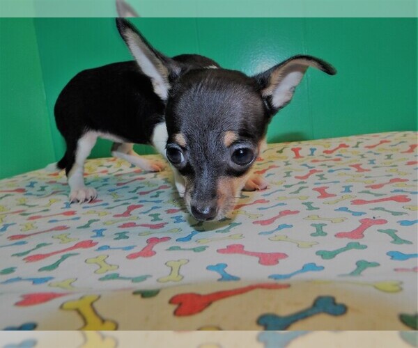 Medium Photo #2 Chihuahua Puppy For Sale in PATERSON, NJ, USA