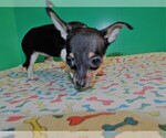 Small Photo #2 Chihuahua Puppy For Sale in PATERSON, NJ, USA