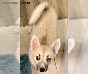 Medium Pomsky
