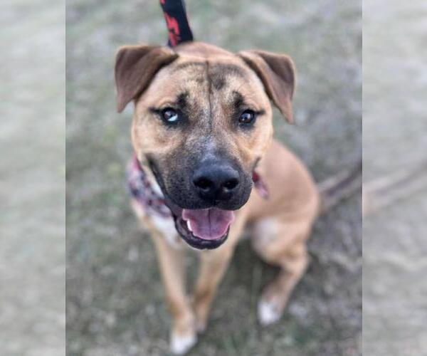 Medium Photo #1 Boxer-Unknown Mix Puppy For Sale in McKinney, TX, USA