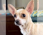 Small #2 Chihuahua Mix