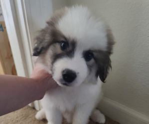 Great Pyrenees Puppy for sale in HANFORD, CA, USA