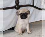 Small #2 Pug