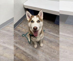 Siberian Husky Dogs for adoption in Carrollton, TX, USA