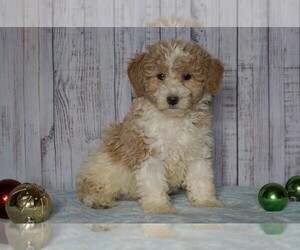 Poodle (Miniature)-Poodle (Standard) Mix Puppy for sale in FREDERICKSBG, OH, USA