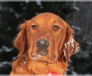 Mother of the Golden Retriever puppies born on 05/27/2026