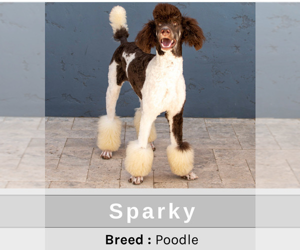 Medium Photo #1 Goldendoodle (Miniature) Puppy For Sale in SCOTTSDALE, AZ, USA