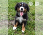 Small #5 Australian Shepherd