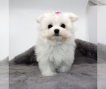 Small #1 Maltese