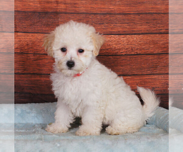 Medium Photo #1 Bichpoo Puppy For Sale in PENNS CREEK, PA, USA