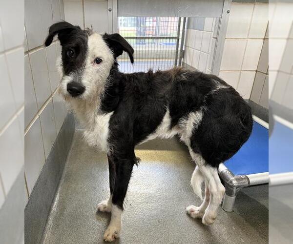 Medium Photo #1 Mutt Puppy For Sale in San Antonio, TX, USA