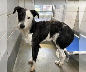 Mutt Dogs for adoption in San Antonio, TX, USA