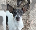 Small Photo #1 Rat Terrier Puppy For Sale in WHITAKERS, NC, USA