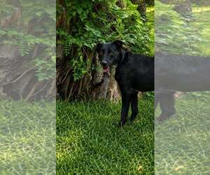 Conner- father of the Solar litter - Male Labrador Retriever-Unknown Mix Dog for Adoption - Photo #4
